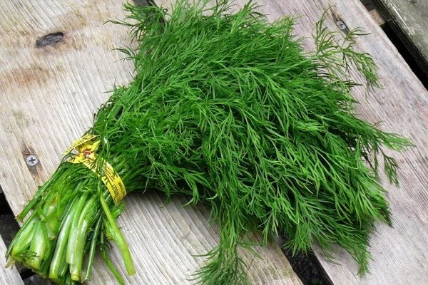 Health Benefits of Dill Health Benefits of Dill