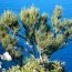 Health Benefits of Ephedra
