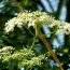Health Benefits of European Elder