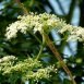 Health Benefits of European Elder