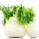Health Benefits of Fennel