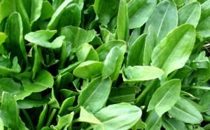 Health Benefits of French Sorrel