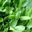 Health Benefits of French Sorrel