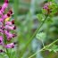 Health Benefits of Fumitory