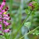 Health Benefits of Fumitory