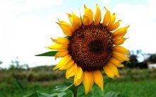 Health Benefits of Girasol