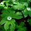 Health Benefits of Goldenseal