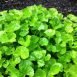 Health Benefits of Gotu Kola