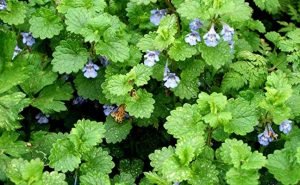 Health Benefits of Ground Ivy