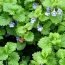 Health Benefits of Ground Ivy