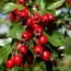 Health Benefits of Hawthorn