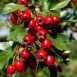 Health Benefits of Hawthorn