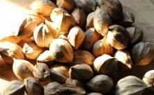 Health Benefits of Hickory Nuts