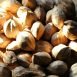 Health Benefits of Hickory Nuts