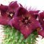 Health Benefits of Hoodia