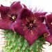 Health Benefits of Hoodia