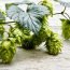 Health Benefits of Hops