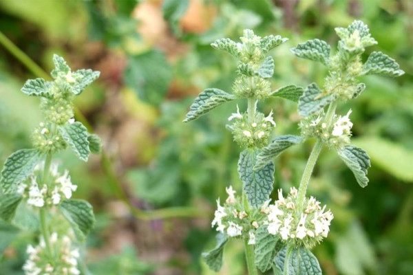 Health Benefits of Horehound