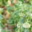 Health Benefits of Horehound