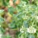 Health Benefits of Horehound