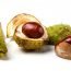 Health Benefits of Horse Chestnut