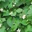Health Benefits of Houttuynia