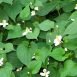 Health Benefits of Houttuynia