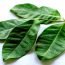 Health Benefits of Indonesian Bay Leaf