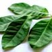 Health Benefits of Indonesian Bay Leaf