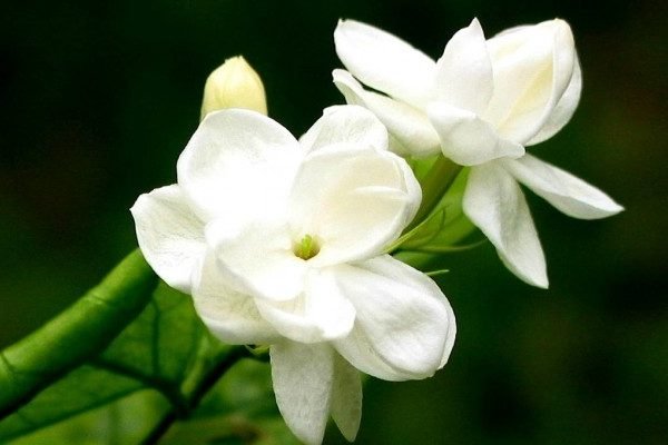 Health Benefits of Jasmine