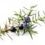 Health Benefits of Juniper Berry