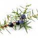 Health Benefits of Juniper Berry