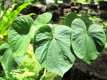 Health Benefits of Kava