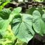 Health Benefits of Kava