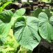 Health Benefits of Kava
