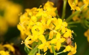 Health Benefits of Lady’s Bedstraw