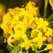 Health Benefits of Lady’s Bedstraw