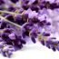 Health Benefits of Lavender