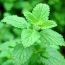 Health Benefits of Lemon Balm