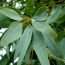 Health Benefits of Lemon Ironbark