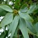 Health Benefits of Lemon Ironbark