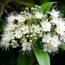 Health Benefits of Lemon Myrtle