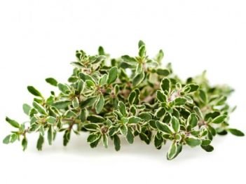 Health Benefits of Lemon Thyme