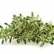 Health Benefits of Lemon Thyme