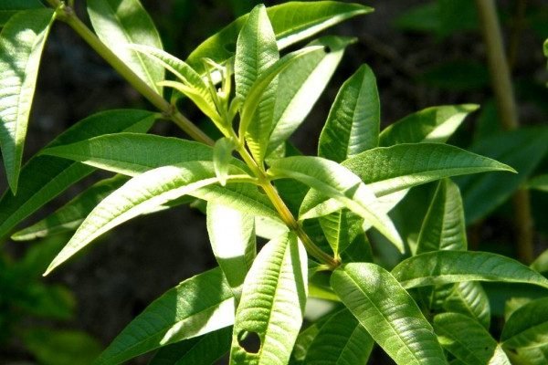 Health Benefits of Lemon Verbena