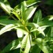 Health Benefits of Lemon Verbena