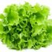 Health Benefits of Lettuce