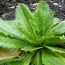 Health Benefits of Lettuce Opium