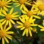 Health Benefits of Life Root