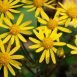 Health Benefits of Life Root